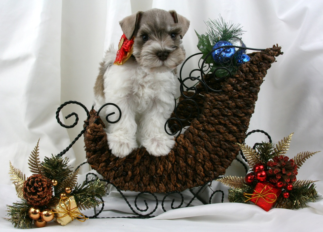 Holly jolly schnauzers 2025
