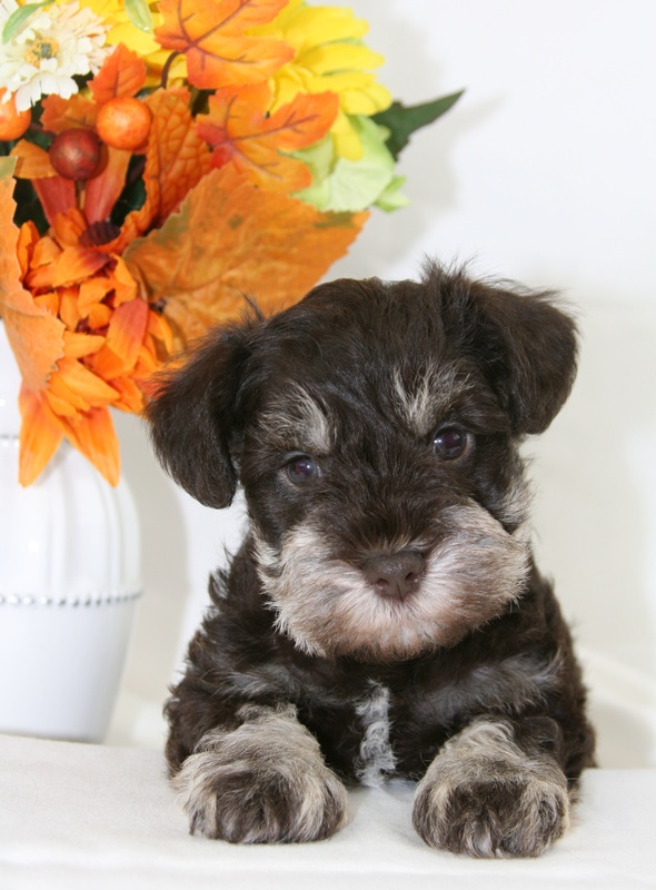 Previous Puppies Holly Jolly Schnauzers