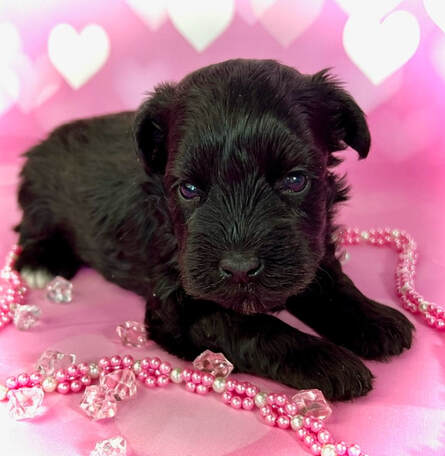 Teacup miniature schnauzer 2025