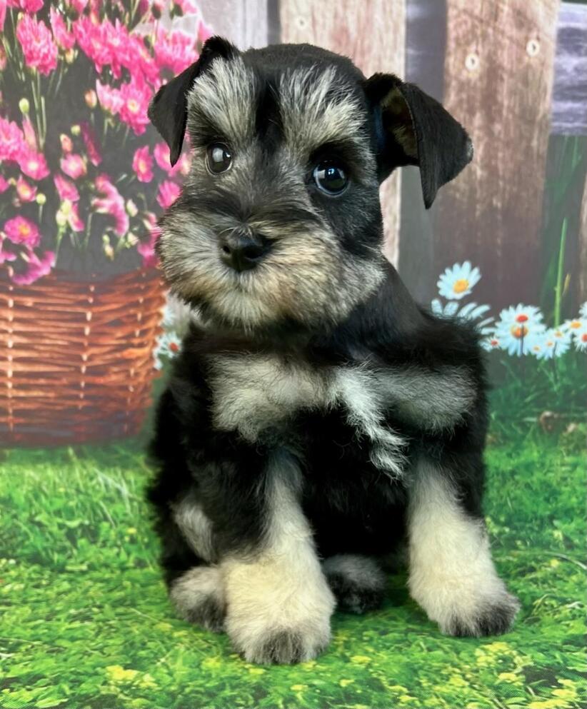 Puppies For Sale - Holly Jolly Schnauzers