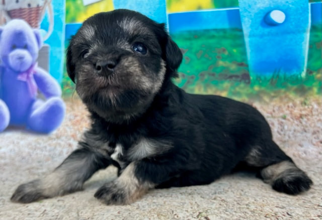 Puppies for Sale - Holly Jolly Schnauzers