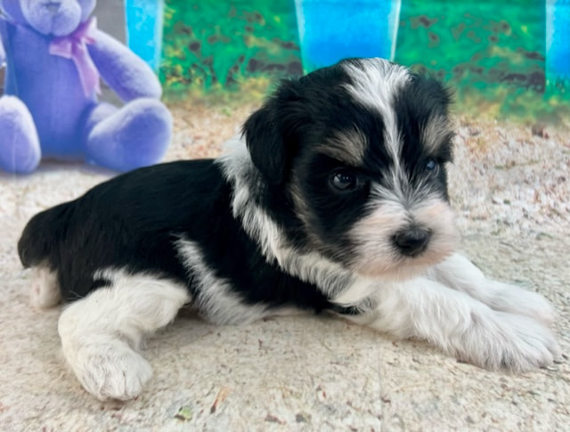 Puppies for Sale - Holly Jolly Schnauzers