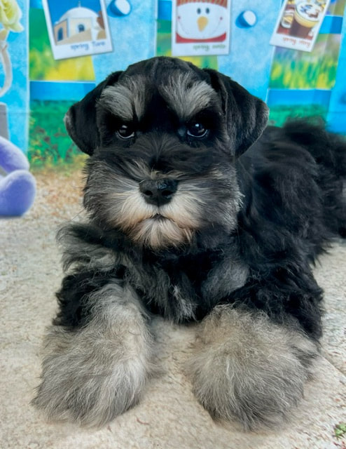 Puppies for Sale - Holly Jolly Schnauzers